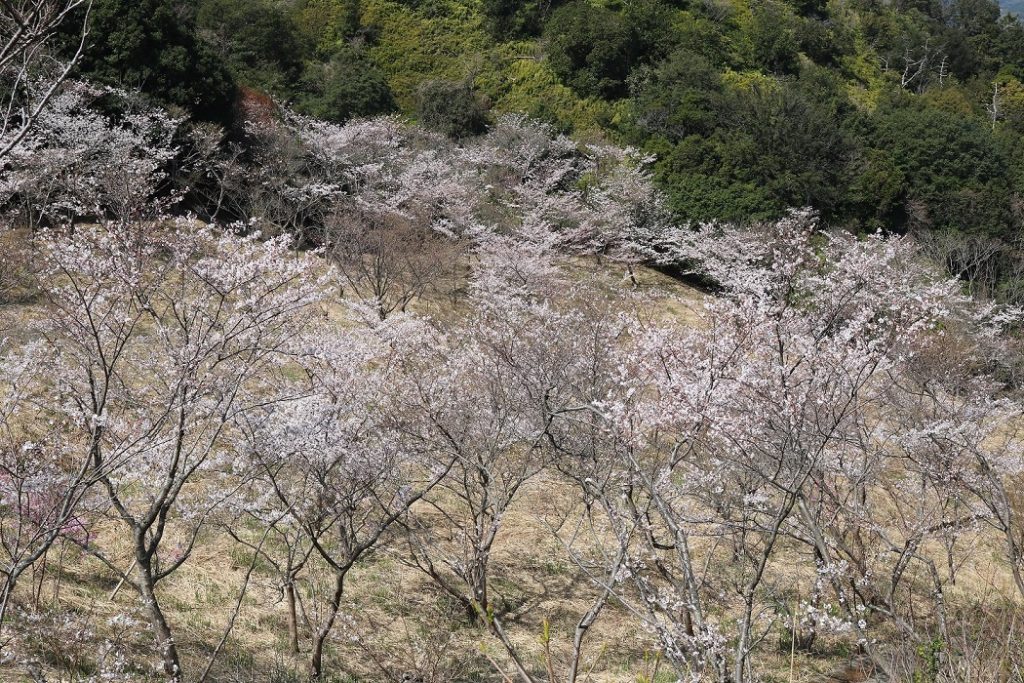 西山ピクニック緑地の桜